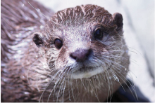 picture of micheal the otter
